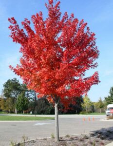 Autumn Blaze Maple tree | DowntownMarceline.org